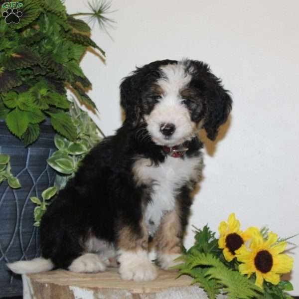 Skye, Bernedoodle Puppy